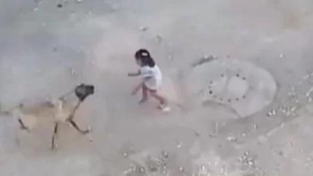 Şanlıurfa'da sokak köpeği 4 yaşındaki kız çocuğuna saldırdı! O anlar dehşete düşürdü!