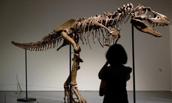 Gorgosaurus türü dinozor iskeleti 6 milyon dolara satıldı