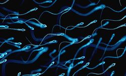 Sperm sayıları son 30 yılda yüzde 39 azaldı