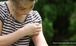 Karasinek ve Sivrisinek Koronavirüs Bulaştırır Mı?