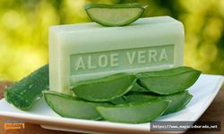 Evde Aloe Vera Sabunu Yapmak İster Misiniz? İşte Size Kolay Yollarla Tarif!