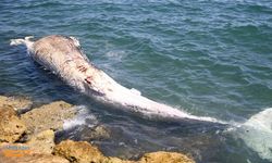 14 metrelik balina Mersin'de kıyıya vurdu!