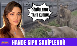 Hande Erçel sıpa sahiplendi!