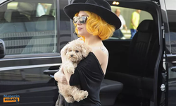 Lady Gaga'nın köpeklerini kaçıran saldırgana 21 yıl hapis cezası