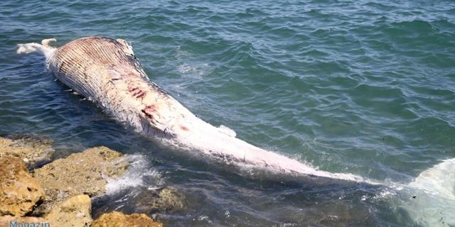 14 metrelik balina Mersin'de kıyıya vurdu!