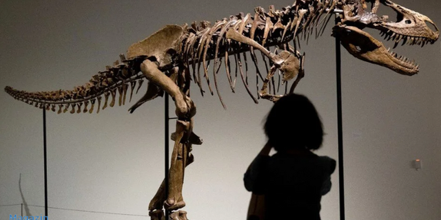 Gorgosaurus türü dinozor iskeleti 6 milyon dolara satıldı