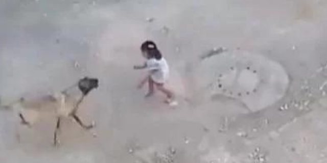 Şanlıurfa'da sokak köpeği 4 yaşındaki kız çocuğuna saldırdı! O anlar dehşete düşürdü!