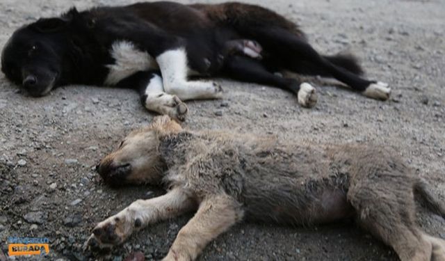 Anne Köpek, Ölen Yavrusunun Başından Saatlerce Ayrılmadı!