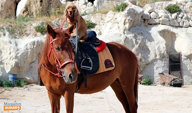 Ata Binen Köpeği Gören Turistler Şaşkınlığını Gizleyemiyor!