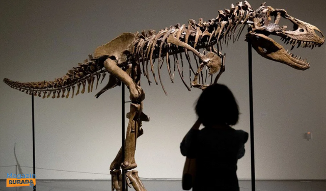 Gorgosaurus türü dinozor iskeleti 6 milyon dolara satıldı