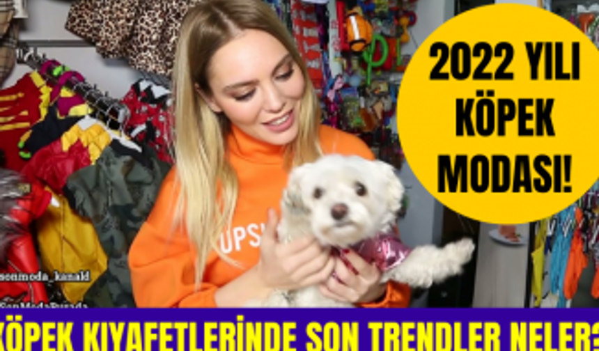 Köpek kıyafetlerinde son trendler neler? Köpekler nasıl giydirilmeli? 2022 köpek modası