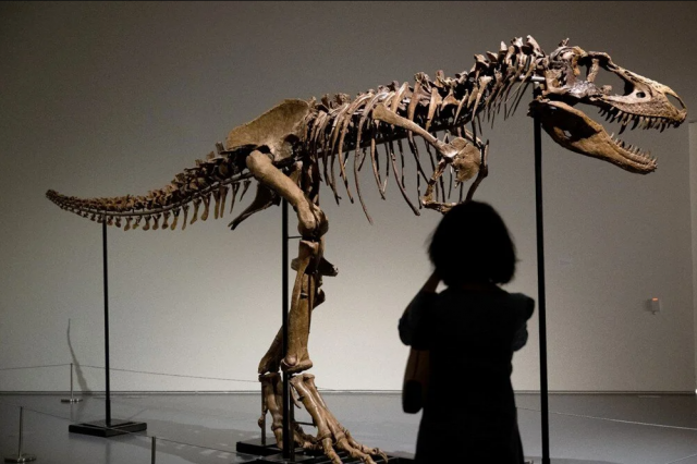 T-rex soyundan olan olan Gorgosaurus türüne ait bu iskelet fosili 6 milyon dolara satıldı.